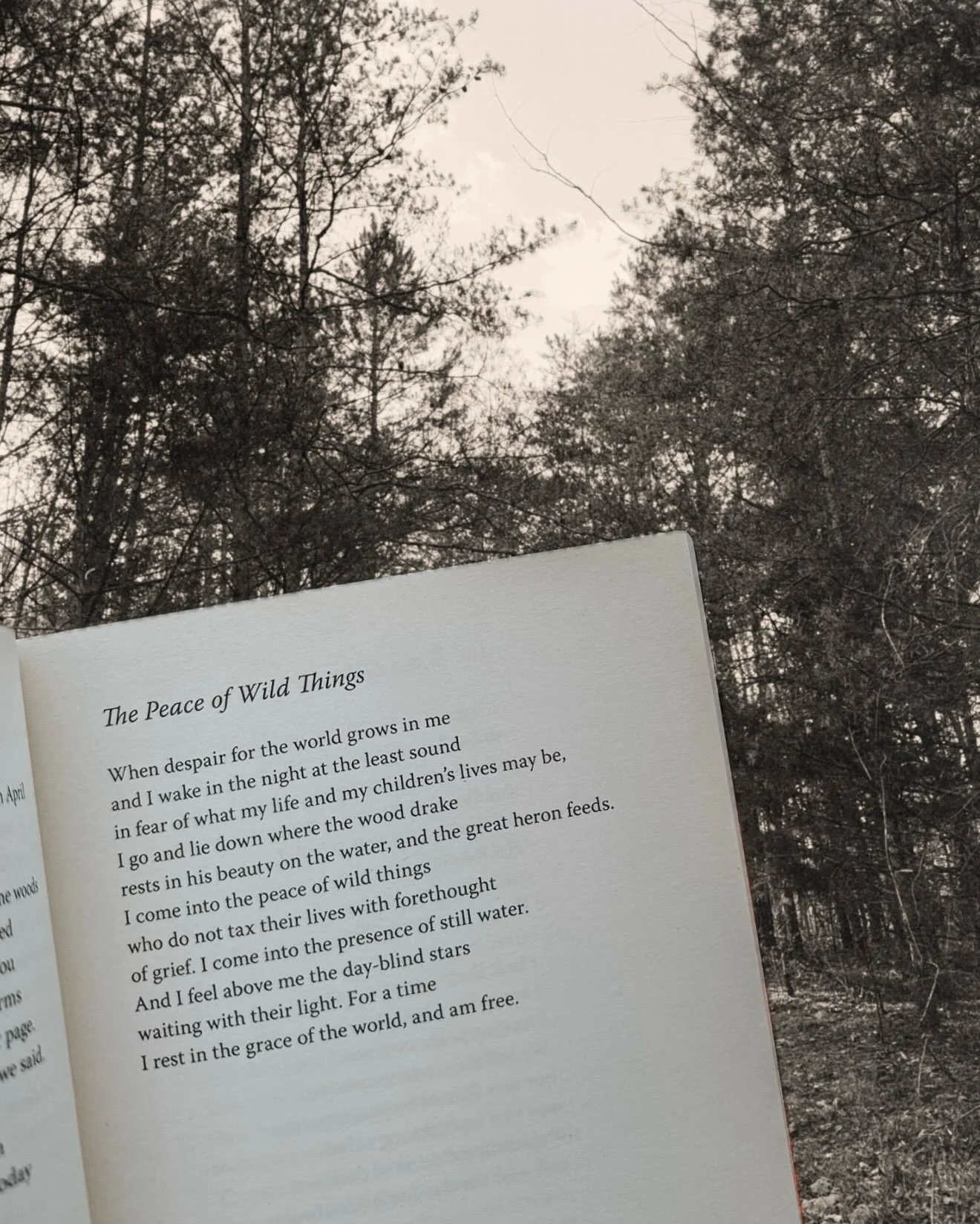 wendell berry: a prophet, a poet, a man deeply rooted in the earth and fiercely protective of the land. he saw things as they are and how they could be, urging us toward harmony with each other and the planet we live on. 

may he rest in the grace of