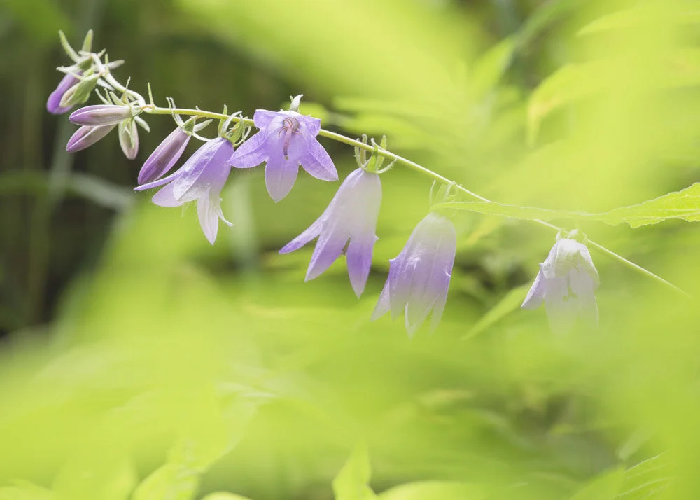 Wildflower In The Loupe Blog Tara Horton Imagery