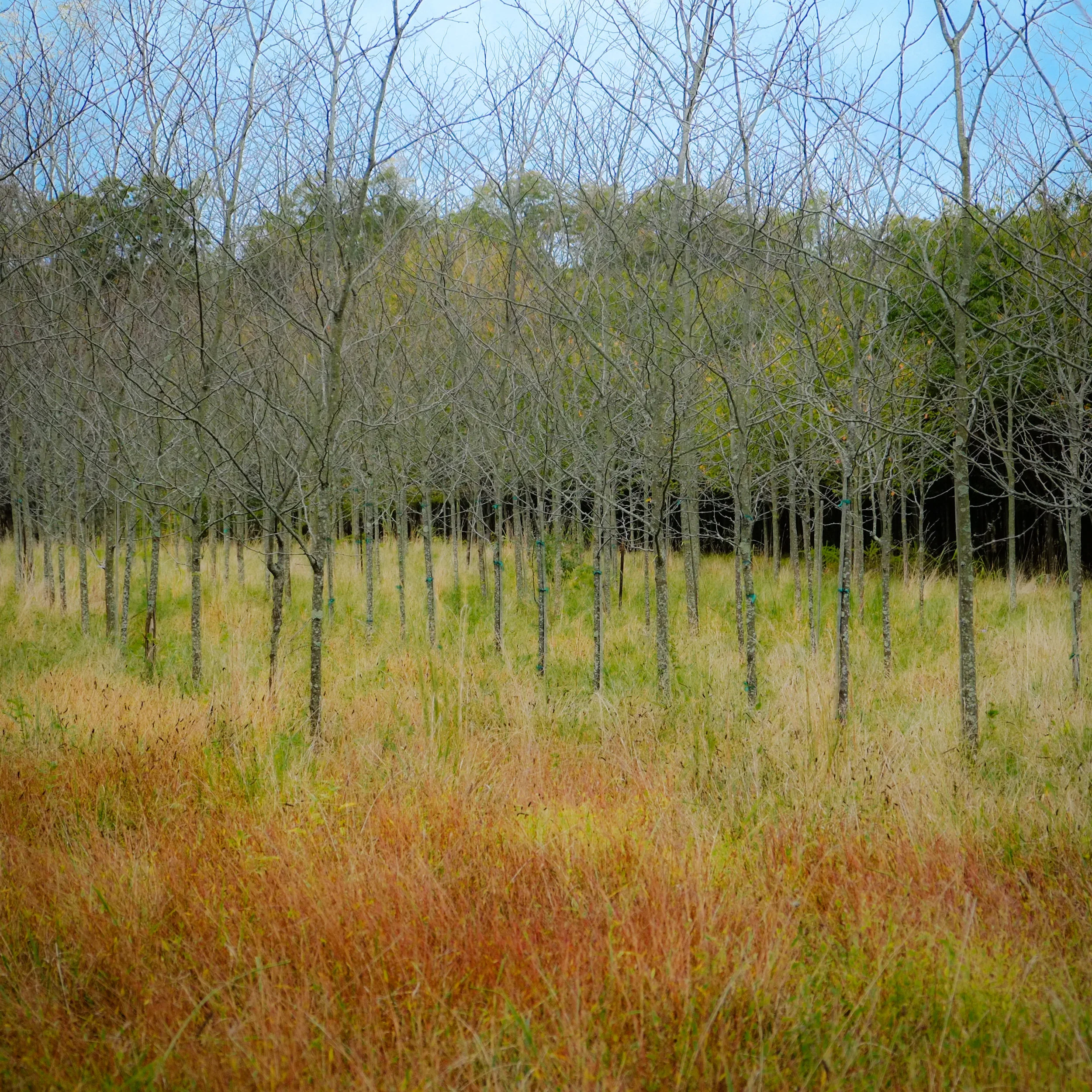 Landscape - Stumptown Rd., Virginia