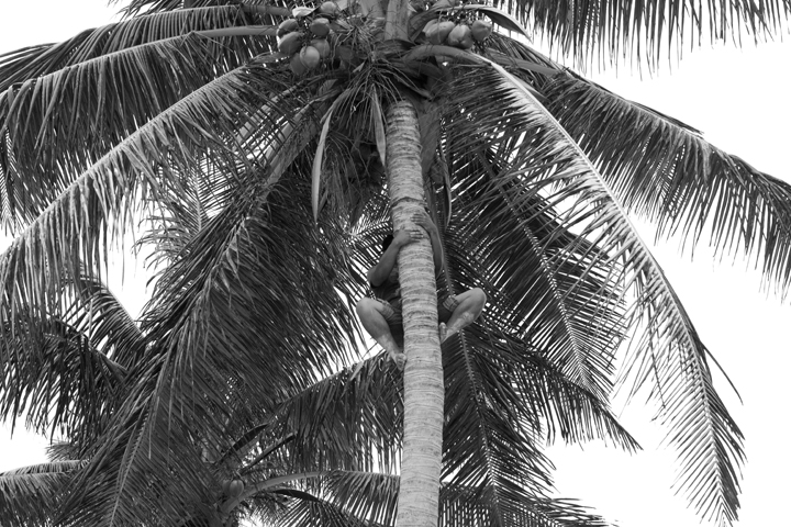 coconut_.jpg