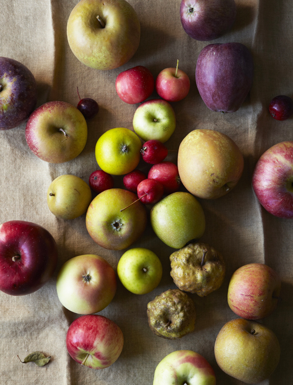 111009_HGFT_HIERLOOM_APPLES_FLYING_FOX_SMALL 20260.jpg