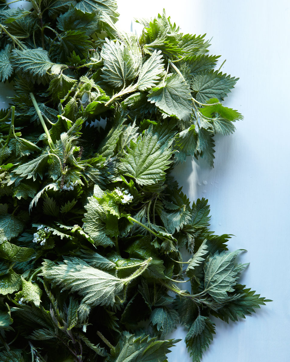 120402_HGFT_NETTLE--30684_SM.jpg
