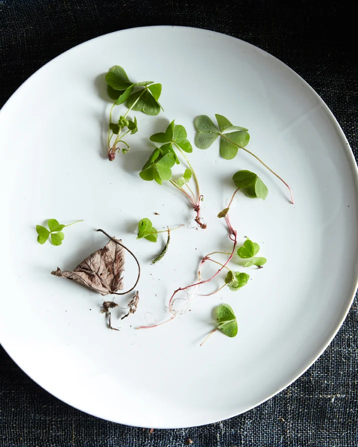 wild sorrel 