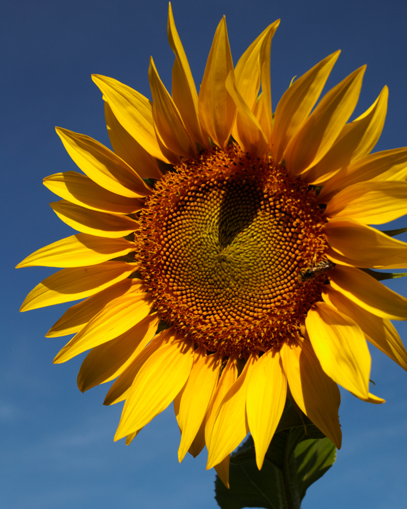 Magestic Sunflowern in Moncault, Gascony,France. 