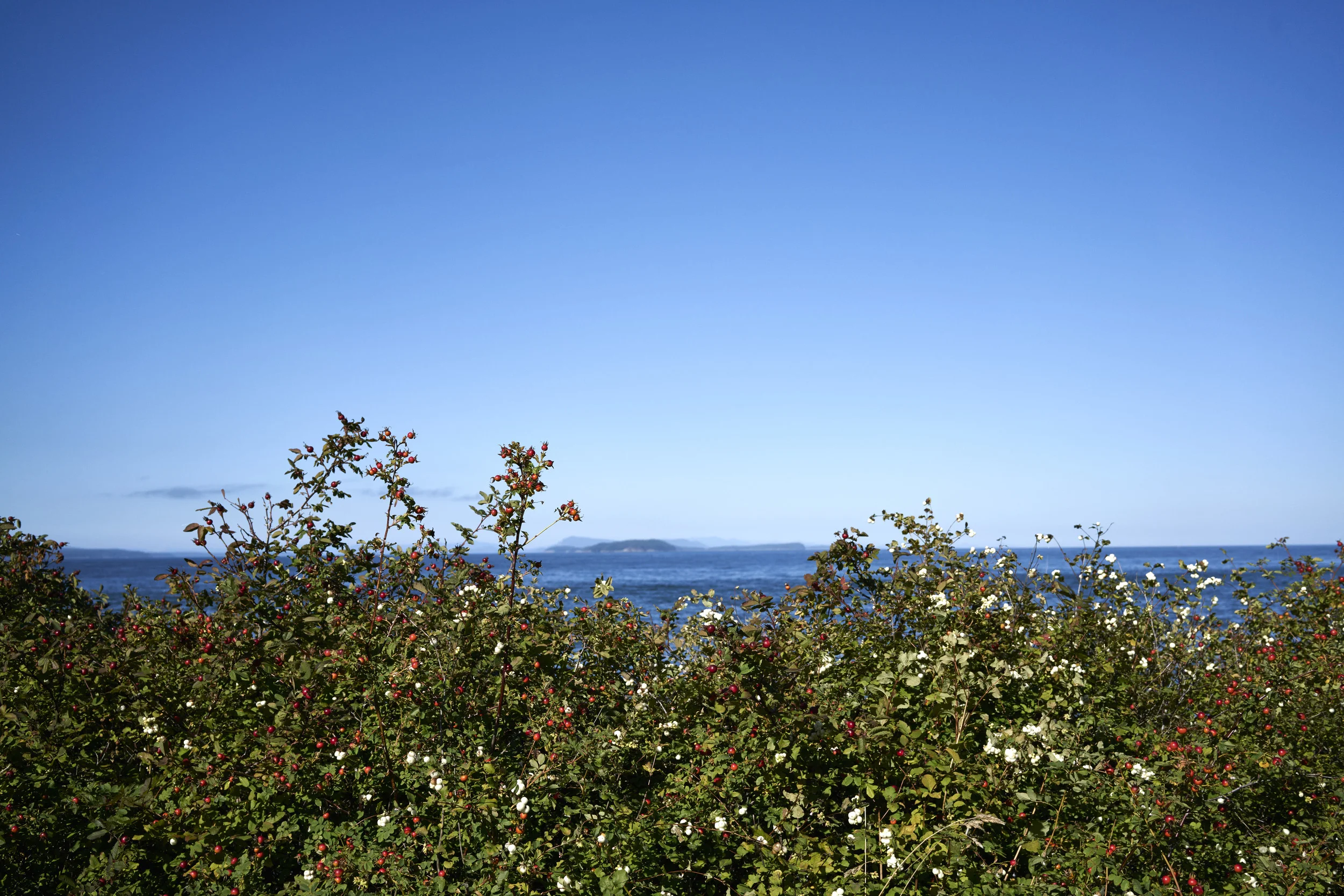 150910_LUMMI_ISLAND_Card7-2205.jpg