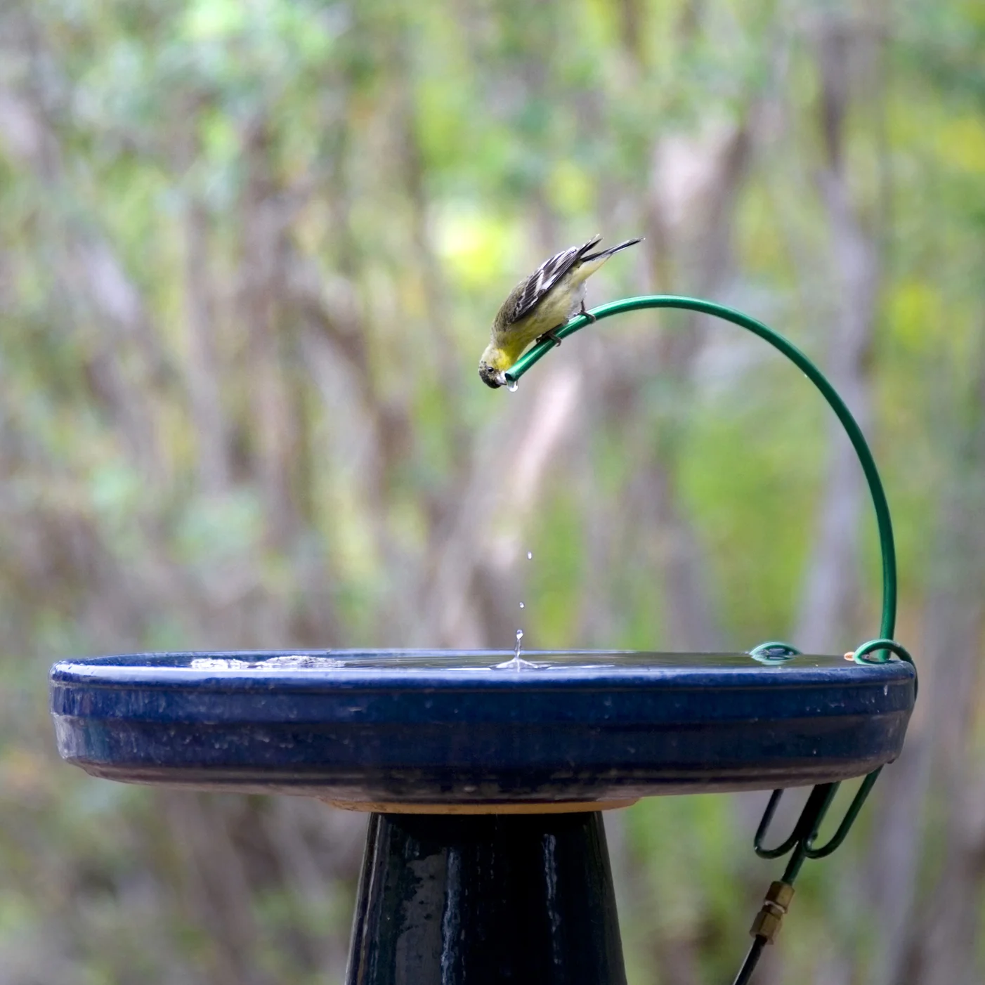 Lesser Goldfinch - Simi Valley