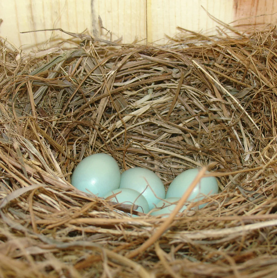 BluebirdBoxEggs.jpg