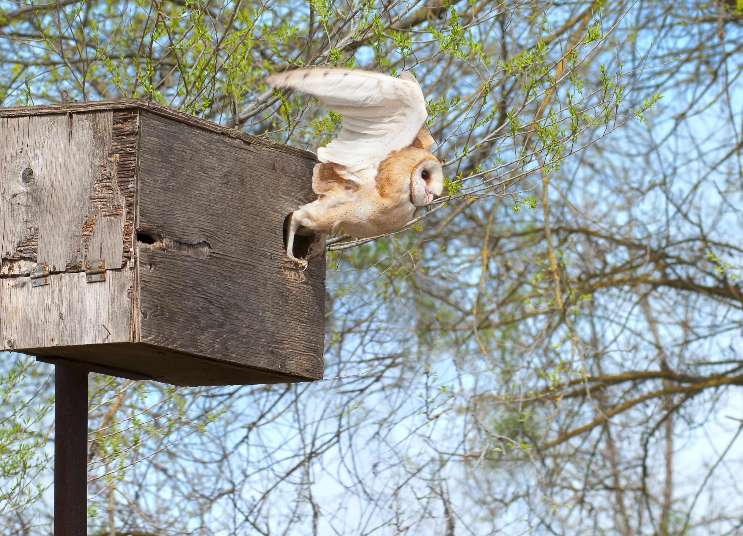 Barn Owls Wild Wings Backyard Nature