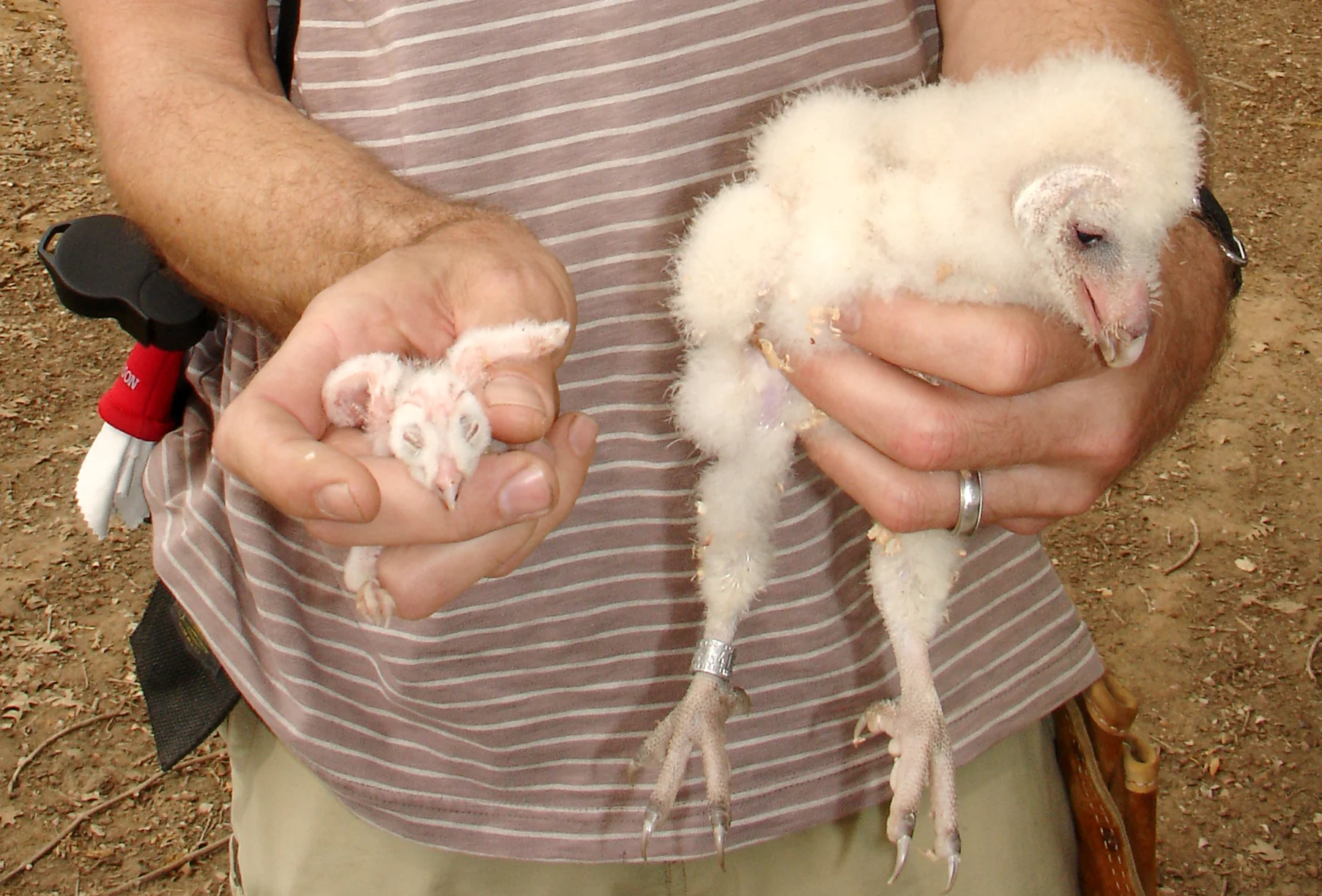 These two siblings are from the same box and are about 14 days apart in age. The bird on the left, only days old, is too young to be banded.