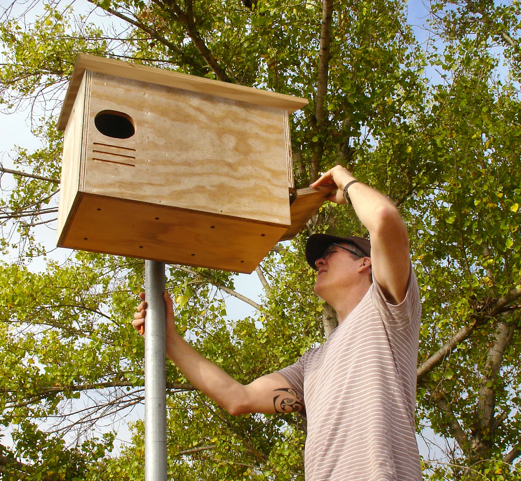 Checking one of our Barn Owl Boxes for evidence of activity.