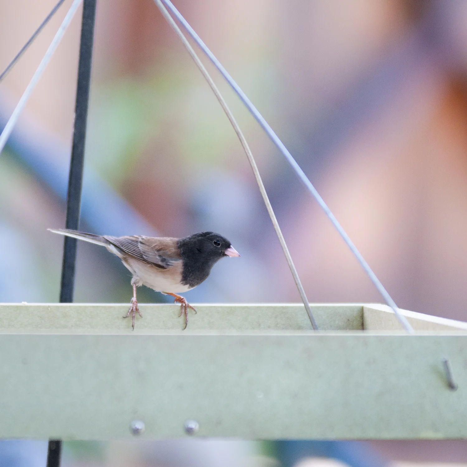 An adult male Dark-eyed Junco at a low-hanging tray feeder in Westlake Village.