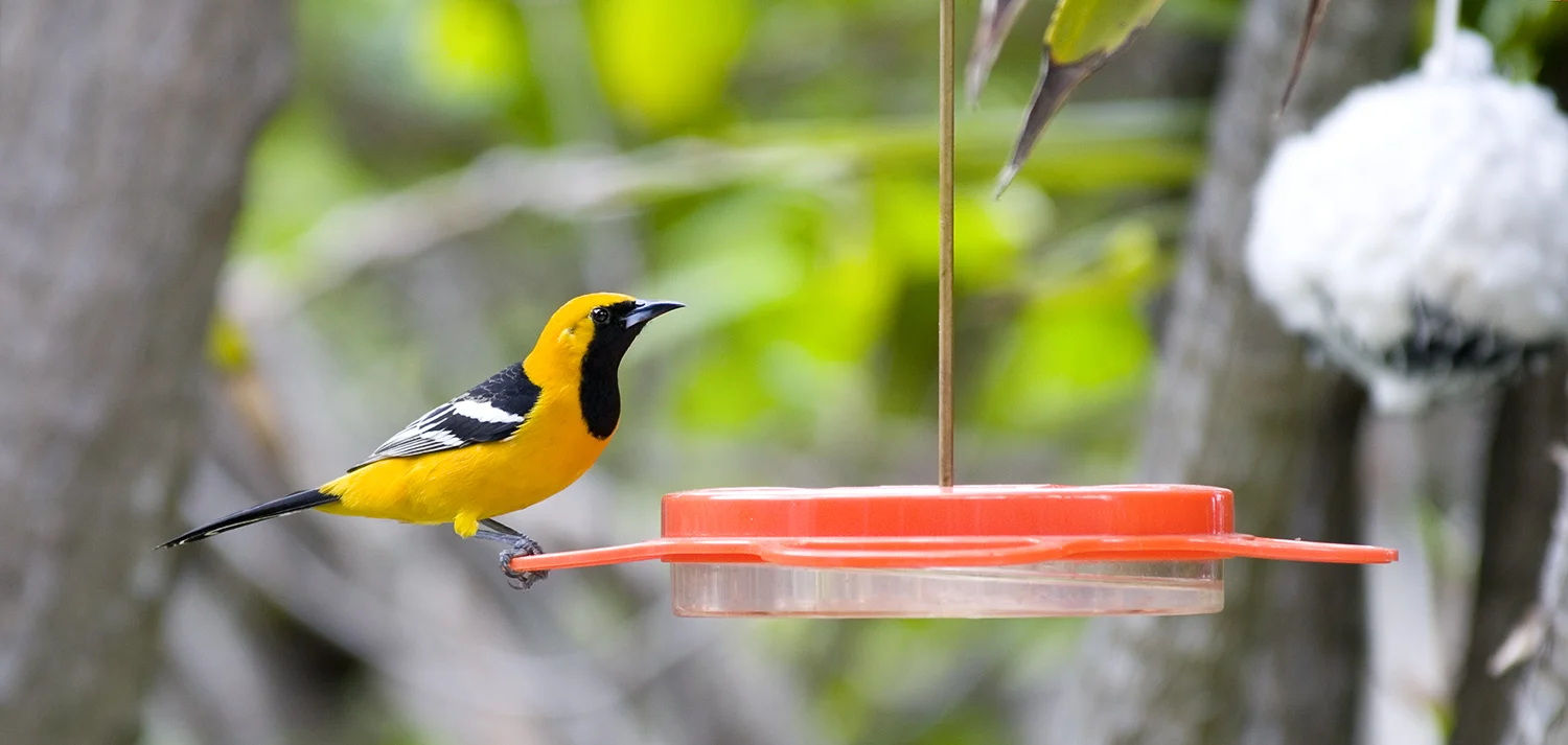 Hooded Oriole at nectar feeder in the Studio City with nesting cotton ball in background.