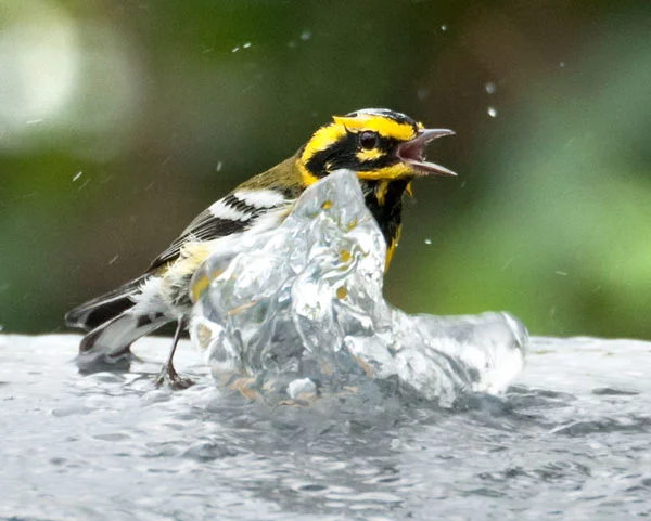 Townsend’s Warbler having a good soak.