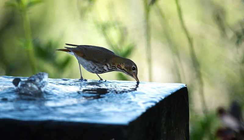 Hermit Thrush enjoying a late afternoon drink.