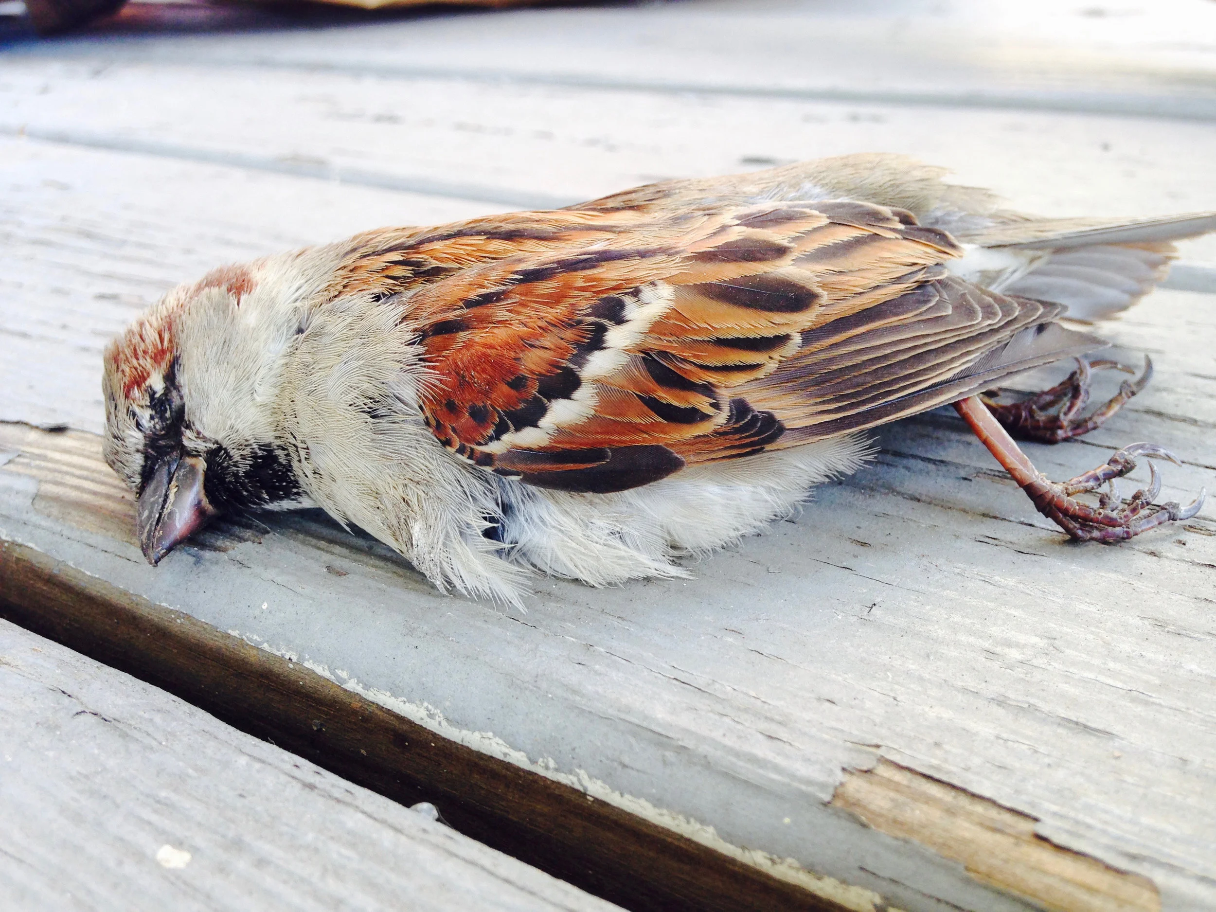showbird330.jpg