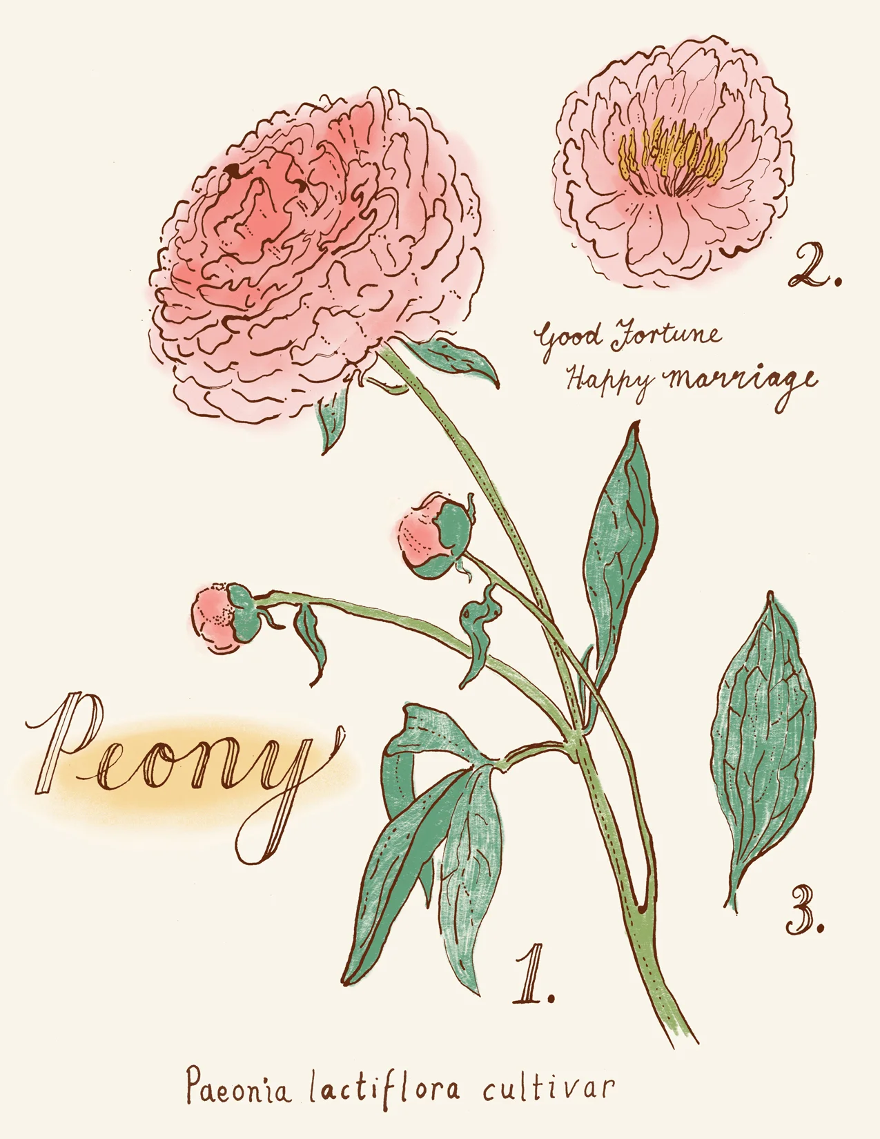 TRINA_PP_Botanical_Peony.jpg