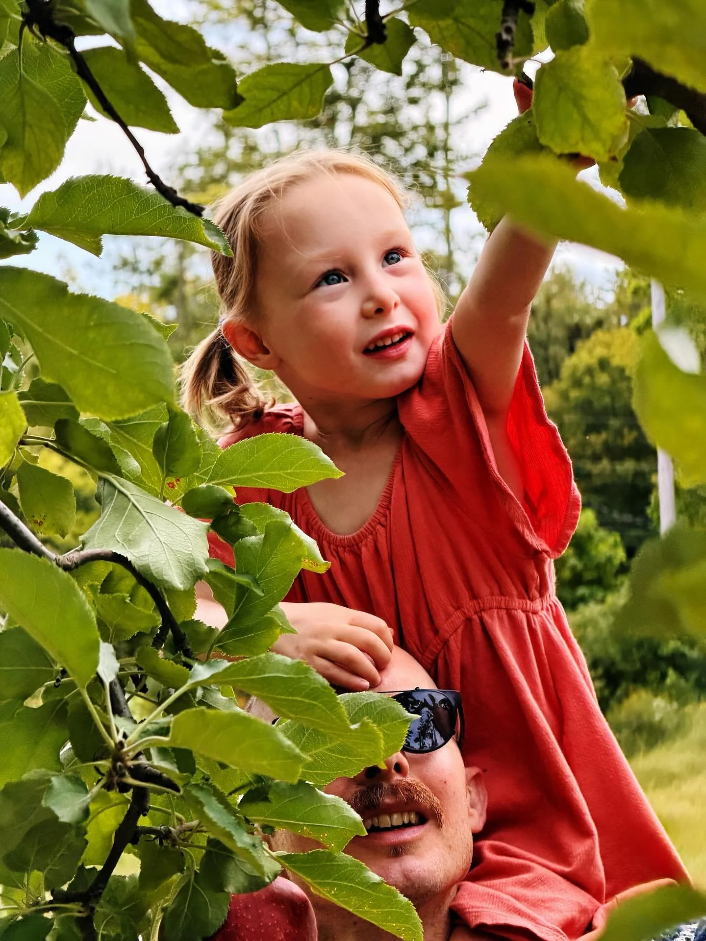 visiting @wightmanfruitfarm every autumn has become a family tradition for us, and I love seeing how her enjoyment of and interaction with a place changes year over year.