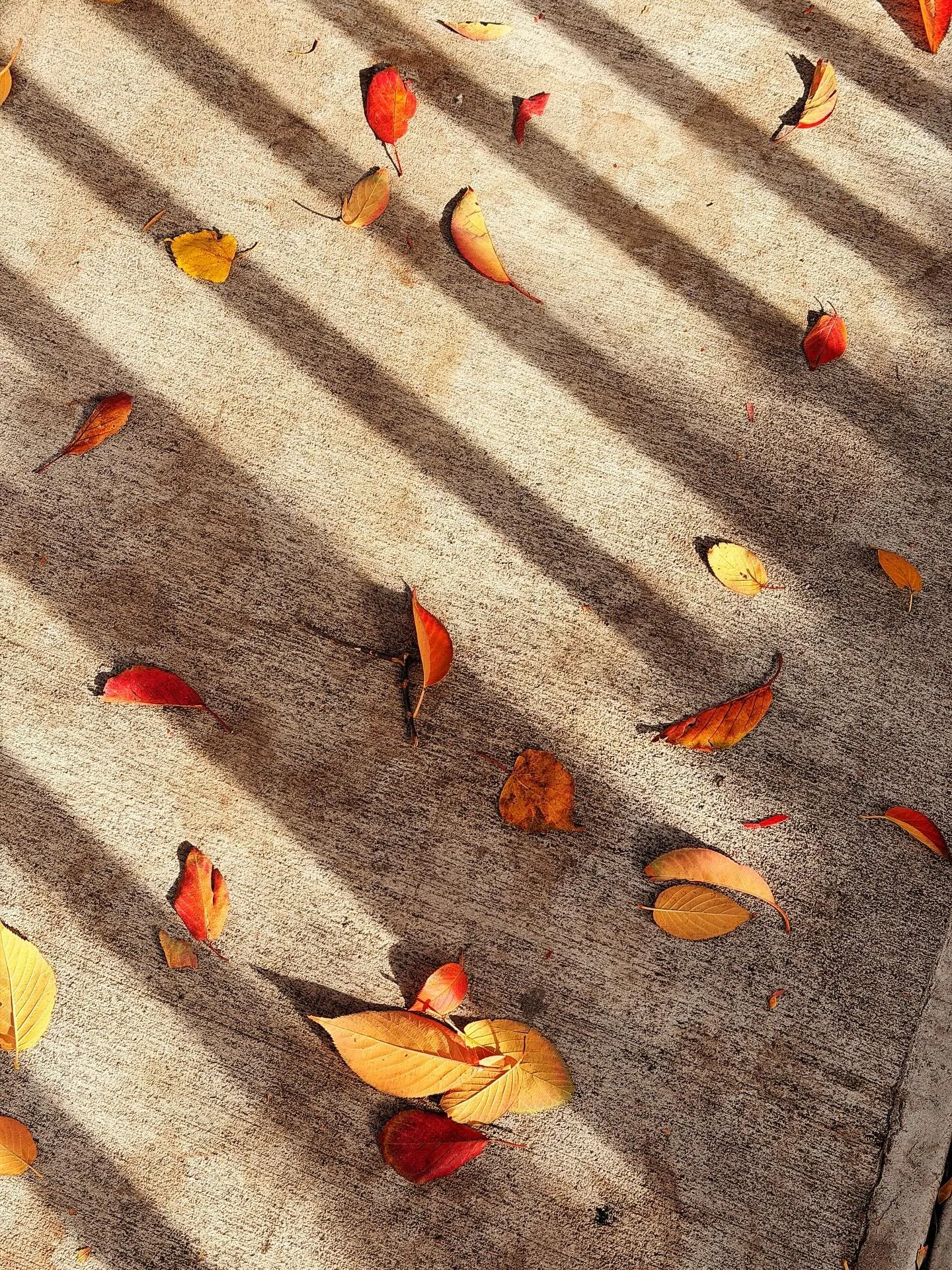 for a minute there, my whole camera roll was orange. hello and goodbye fall. you were lovely while you lasted.