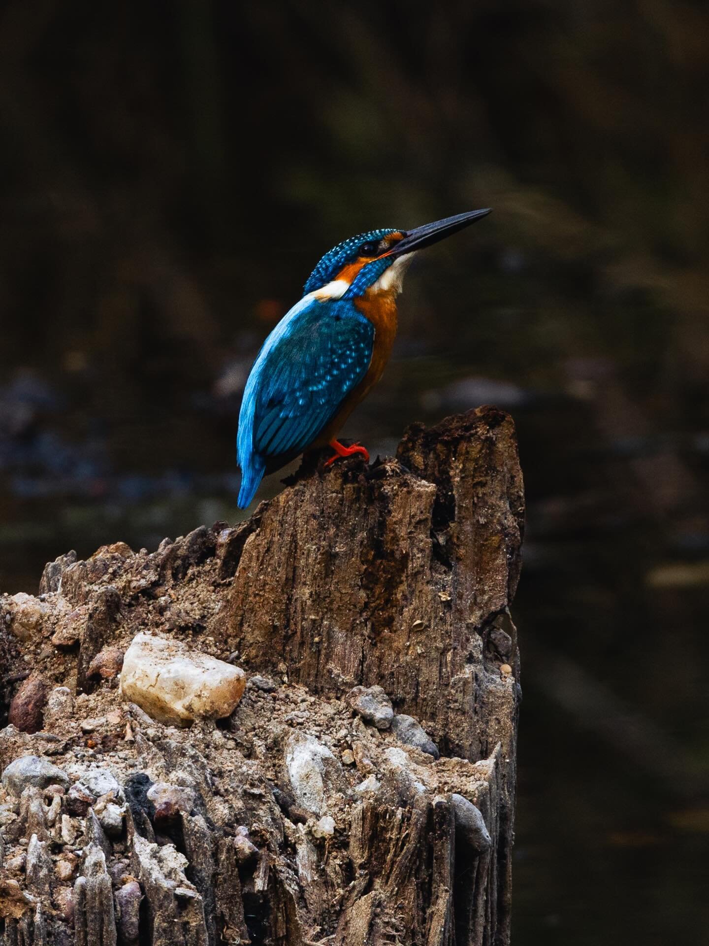 It has been a joy to go through my photos from our time on Indian Safari, but figuring out how to share them has felt overwhelming, so I thought, why not start small?  Why not begin with the birds? 

I&rsquo;m gonna say now what the birders already k