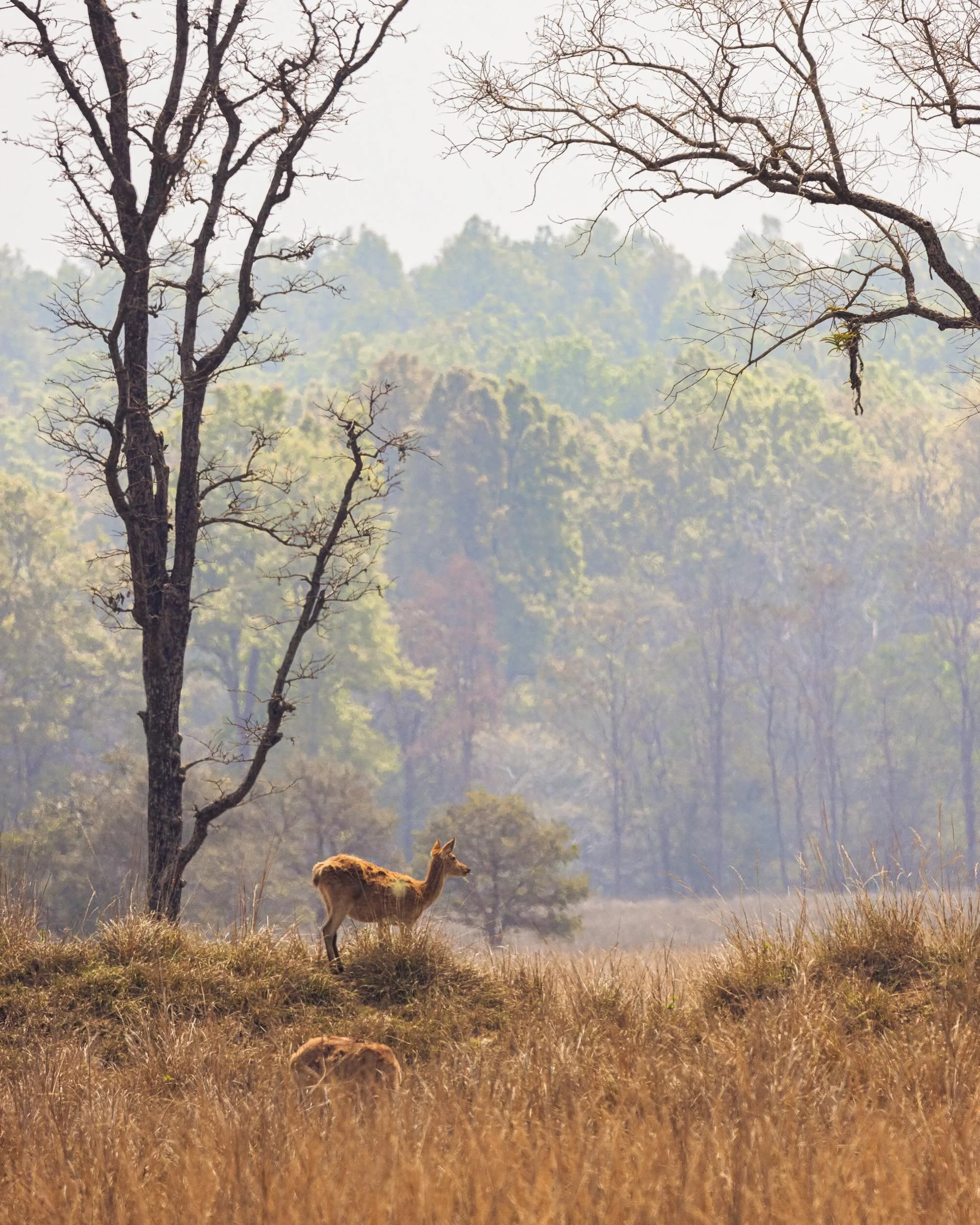 Barasingha, Chital, Sambar, Muntjac. 

we saw so many different species of deer during our Indian safari, each of them so beautiful in their own way.  It&rsquo;s not difficult to find deer in the park - it&rsquo;s quite common, but never fails to ins