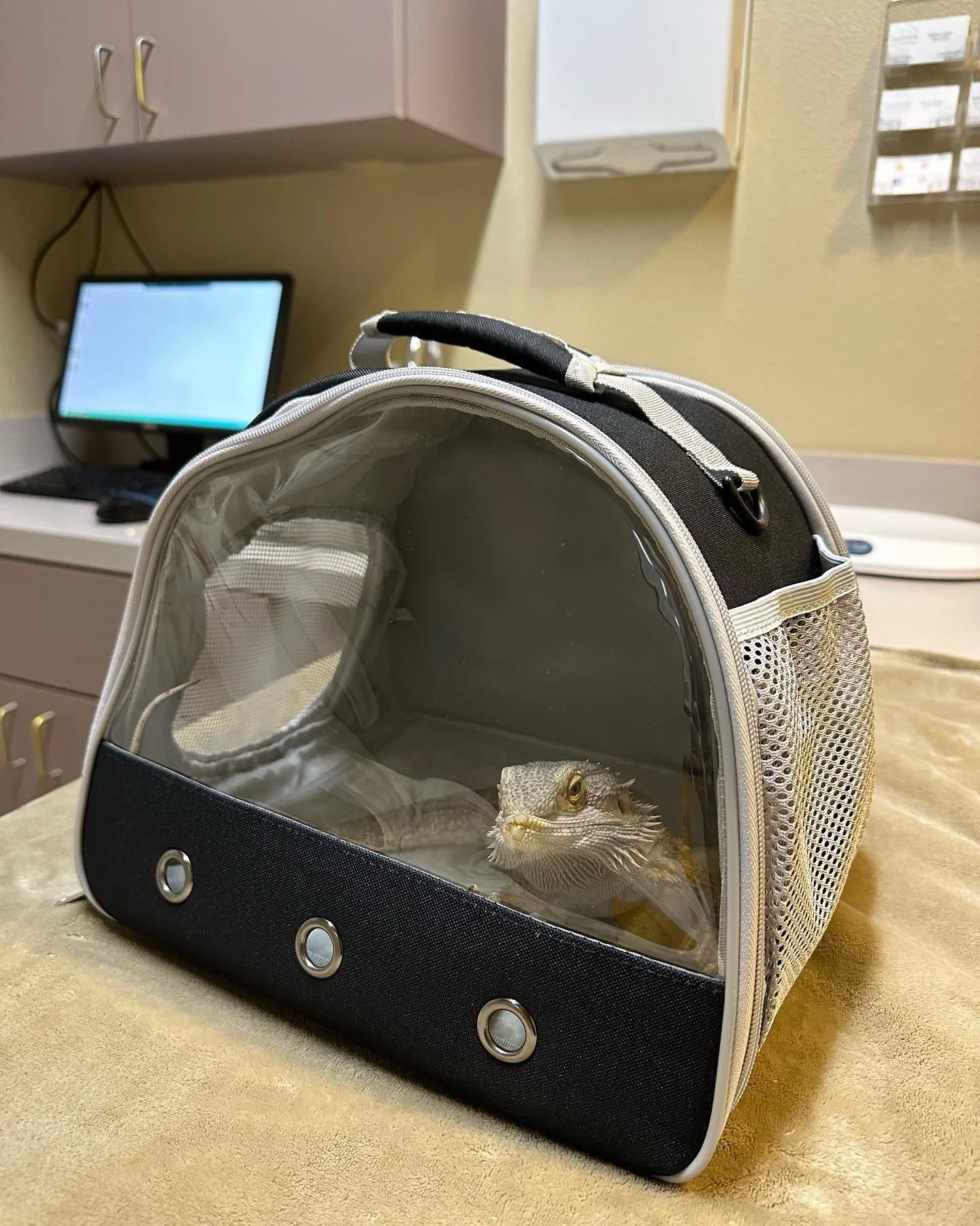 Somebody went to the vet today and got his nails done 💅 #beardeddragon #beardiesofinstagram #beardie