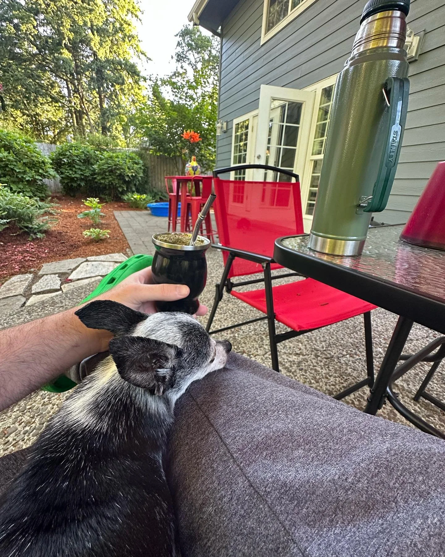 Good morning ☀️ Happy Monday, &amp; enjoy your week. Make it a great one!
-
-
#yerba #yerbamate #chihuahua #chihuahuas #chihuahuasofinstagram #uruguay #uruguay🇺🇾