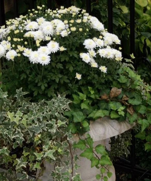 white mums and 2 different types of ivy.