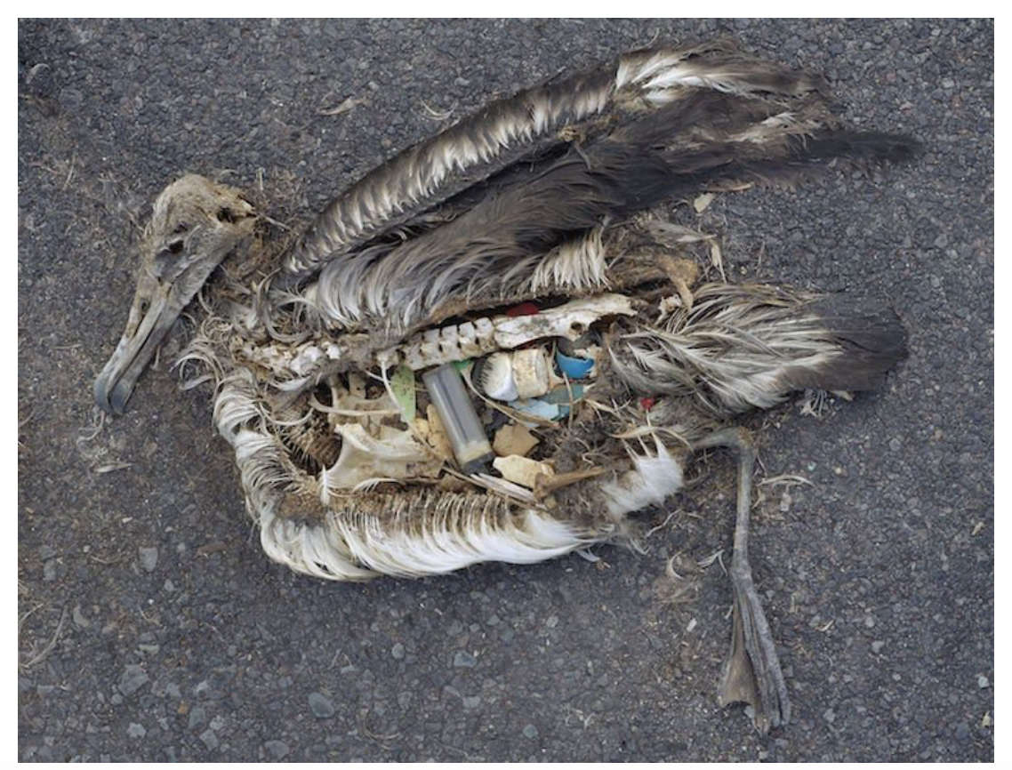 albatross filled with trash (photo: onegreenplanet.com)