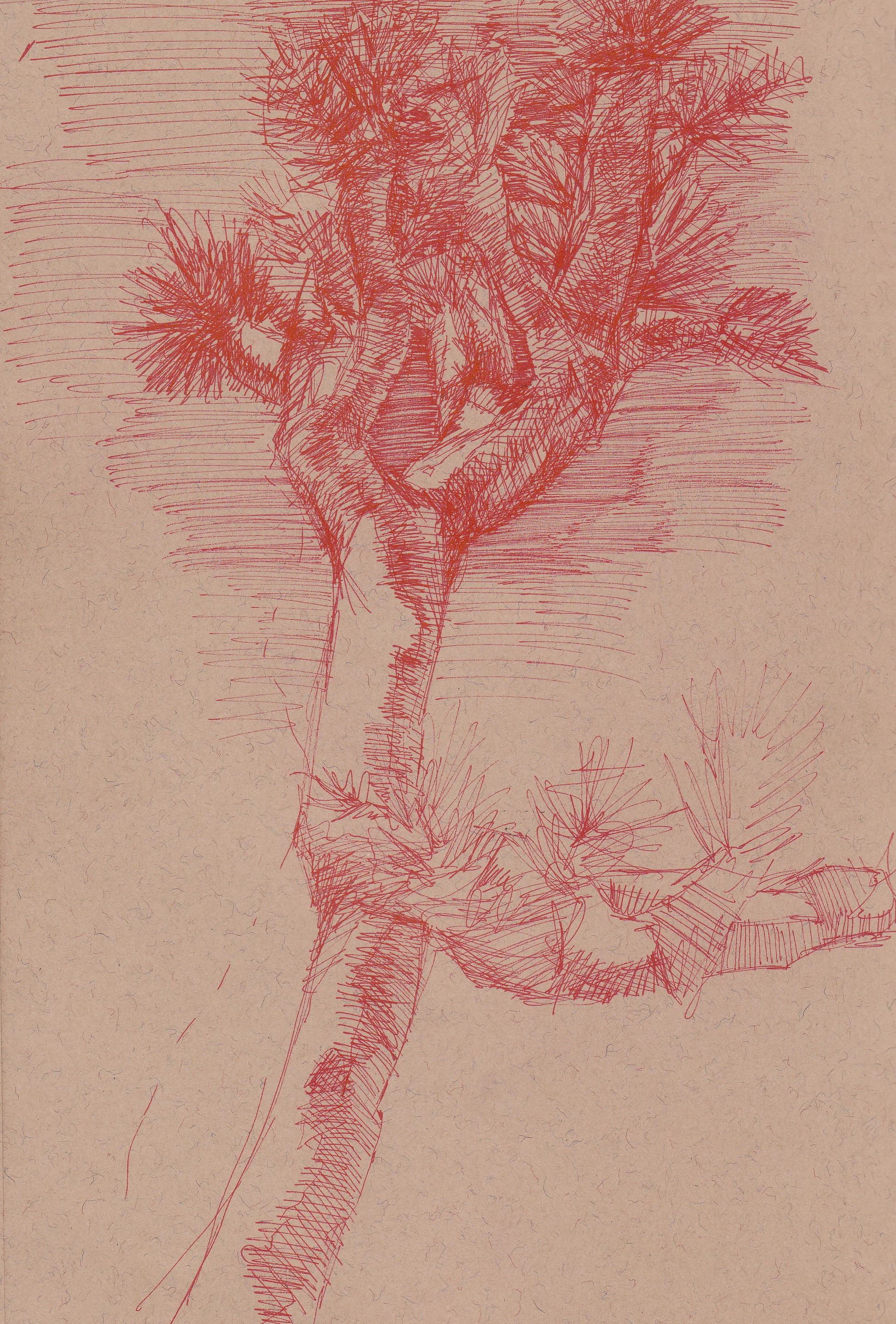 Joshua Tree Drawing Sp12.jpg