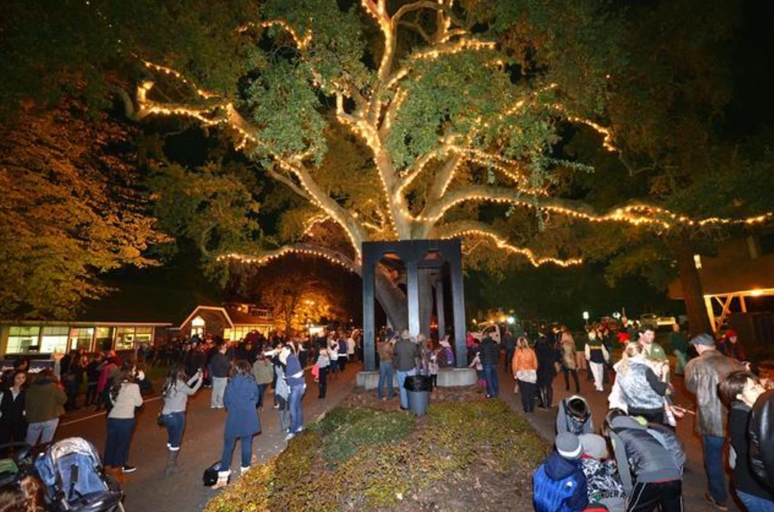 Annual Danville Oak Tree Lighting