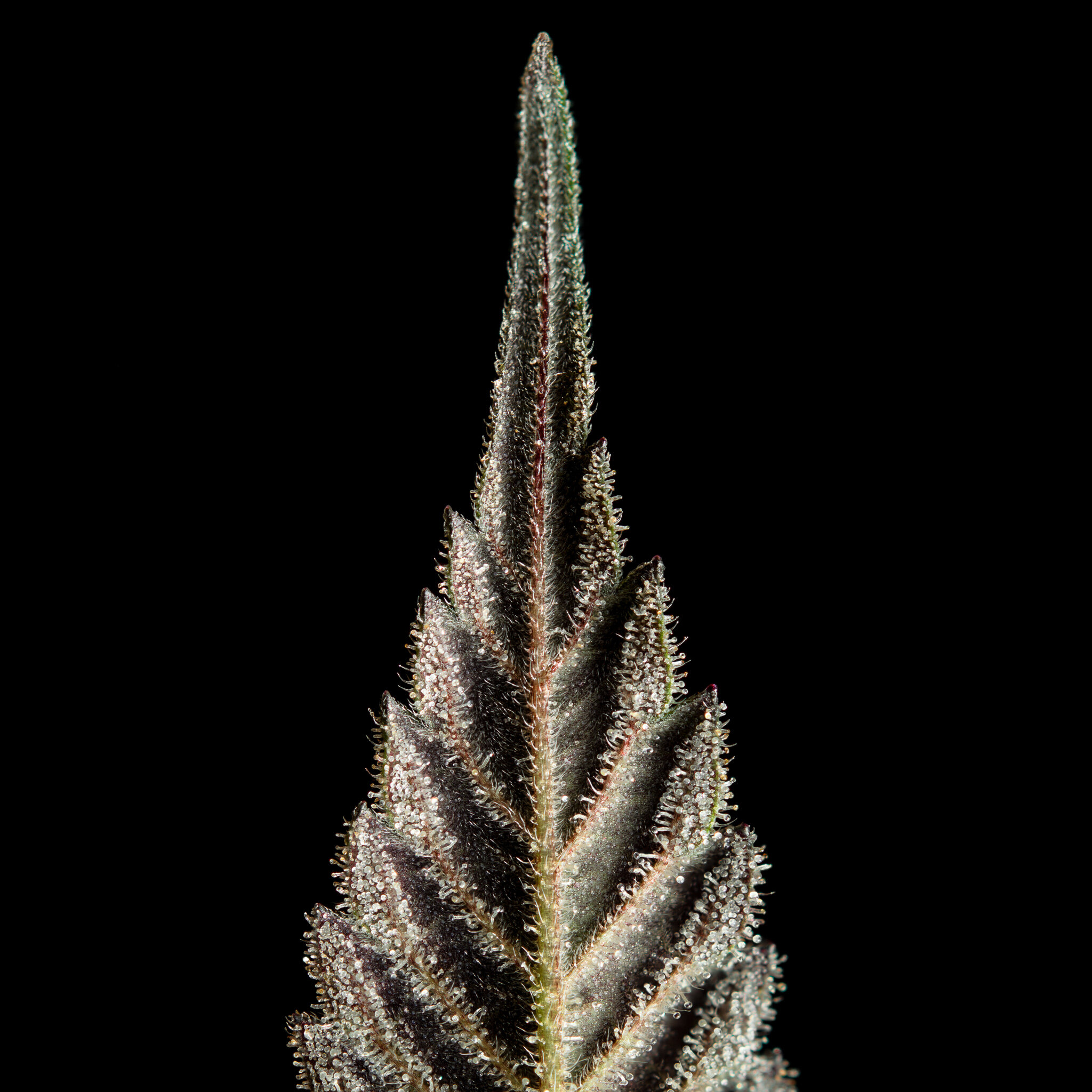 Closeup of small sugar leaf