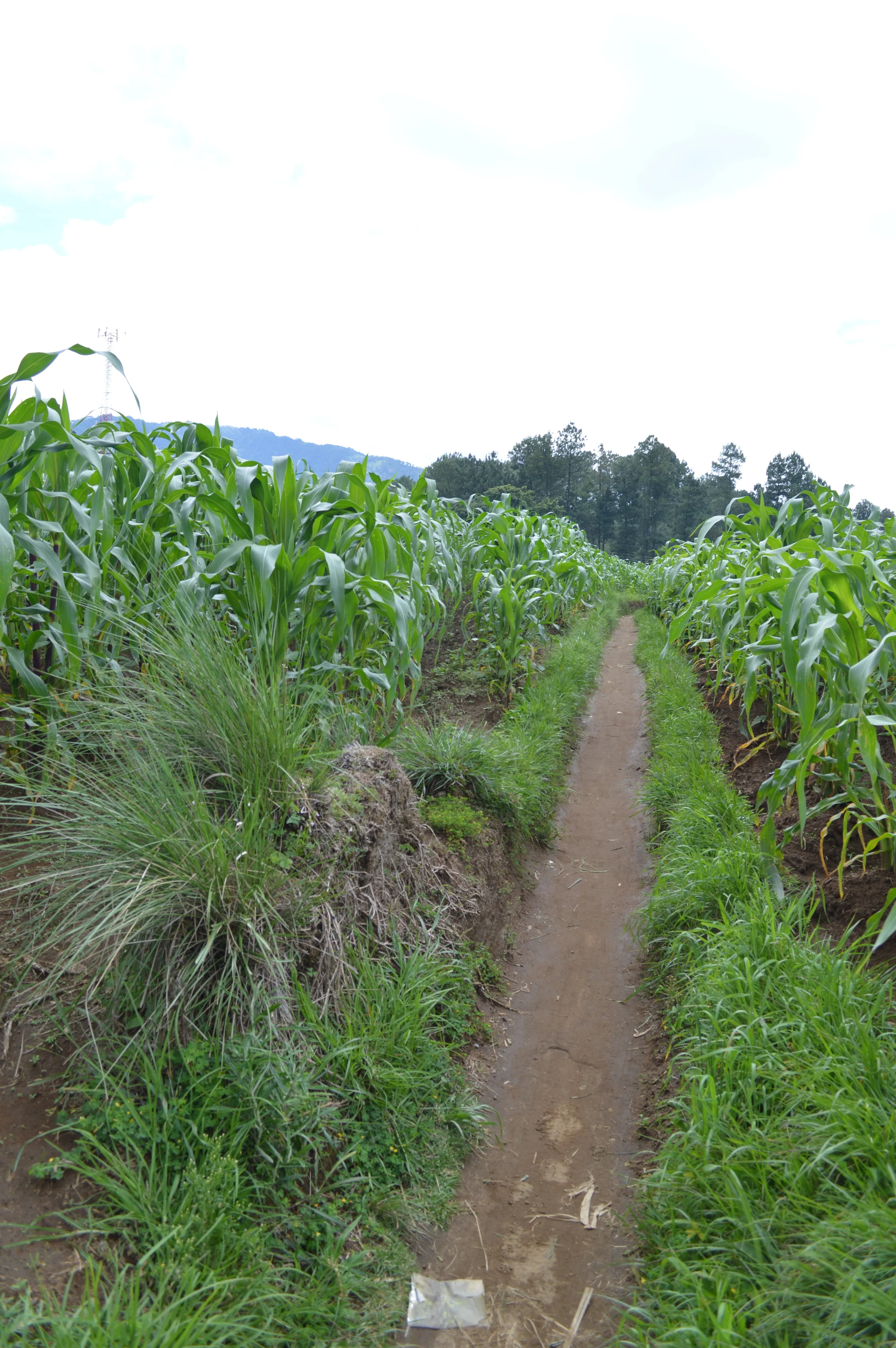 Pathway to Sotz'il Jay Cultural Center