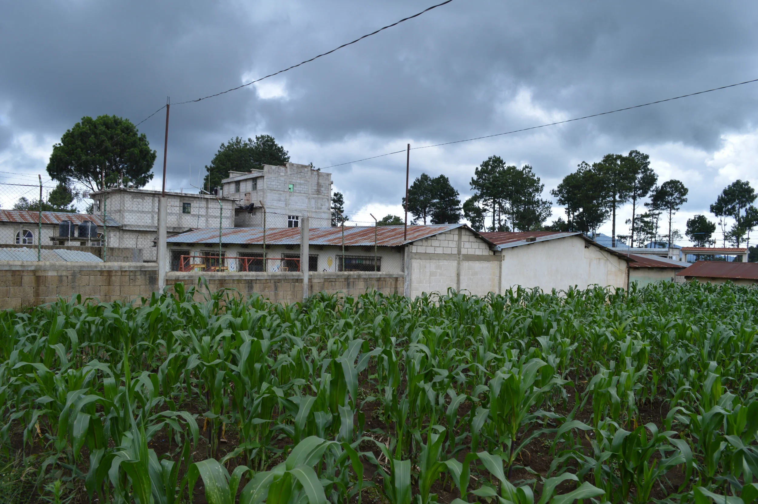 Cornfield in Solola Guatemala