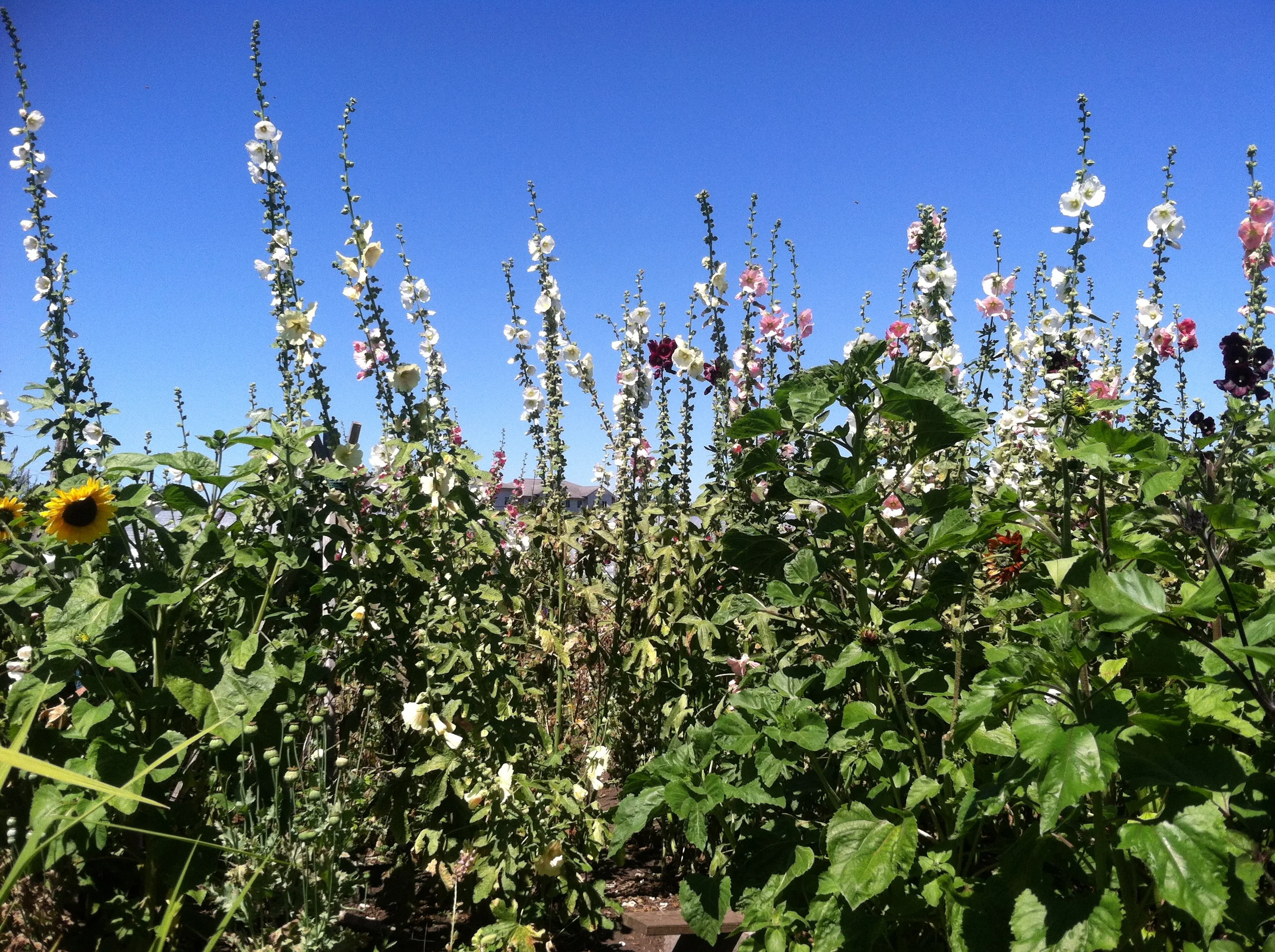 Secret Garden at Colinwoof Farm, Port Townsend WA