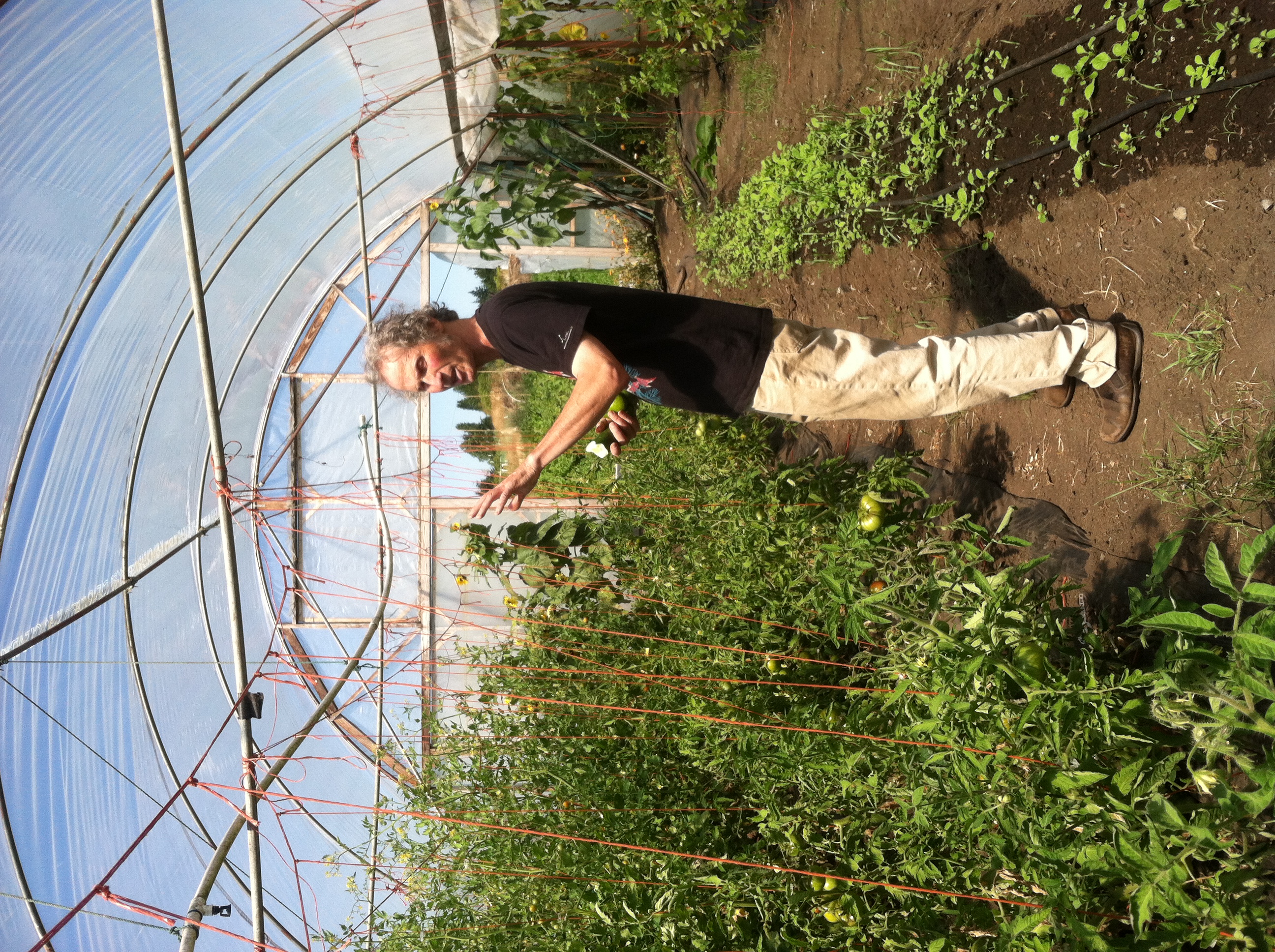 Joe Breskin describing the fate of these tomato plants. He designed an incredible greenhouse at Colinwood Farm!