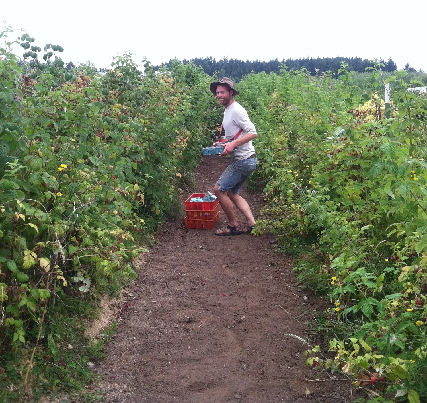 Are those raspberries in your basket or are you just happy to see me? With Chris Faroe at Spring Rain Farm PT WA.