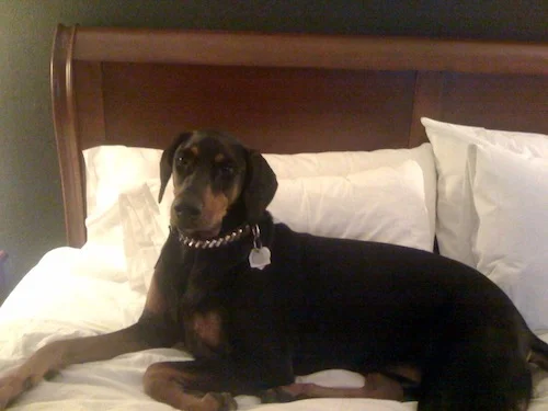 Ruby On Tour Sheraton Minneapolis West Hotel / Minnetonka, Minnesota / December 12, 2009 / Photo by Gretchen Seichrist
