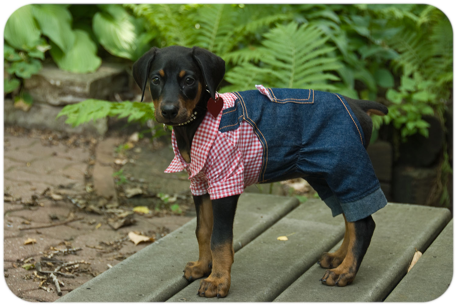 Ruby's First Photo Shoot / Minneapolis, Minnesota / June 23, 2007 by Gamini Kumara