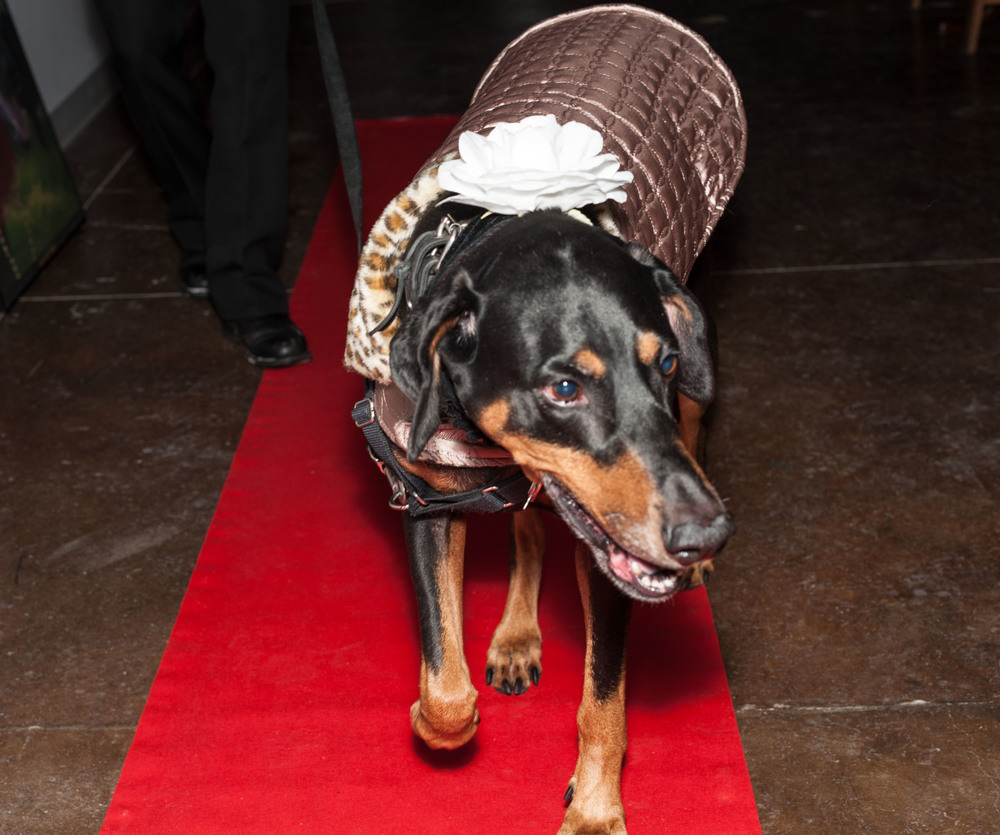  Ruby Walks the Red Carpet /&nbsp;Trylon microcinema / Minneapolis, Minnesota / November 20th, 2014 / Photo by Gamini Kumara 