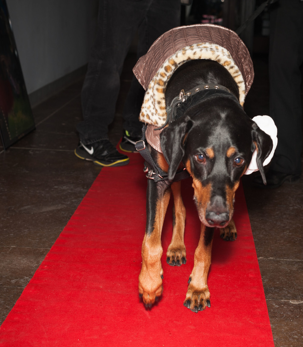  Ruby Walks the Red Carpet /&nbsp;Trylon microcinema / Minneapolis, Minnesota / November 20th, 2014 / Photo by Gamini Kumara 