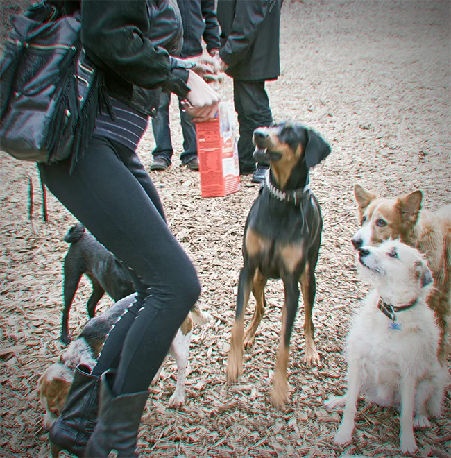 Ruby is 2 / Lake of the Isles Off-Leash Recreation Area / Minneapolis, Minnesota / April 27th, 2009 / Photo by Gamini Kumara