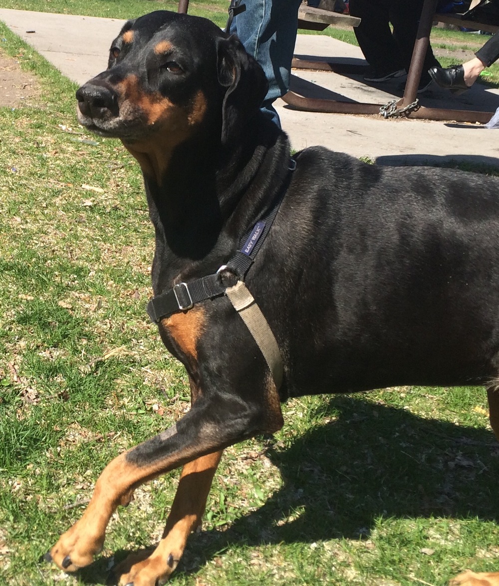  Ruby is 8 / Stevens Square Park / Minneapolis, Minnesota / April 27th, 2015 / Photo by Michele Ree 