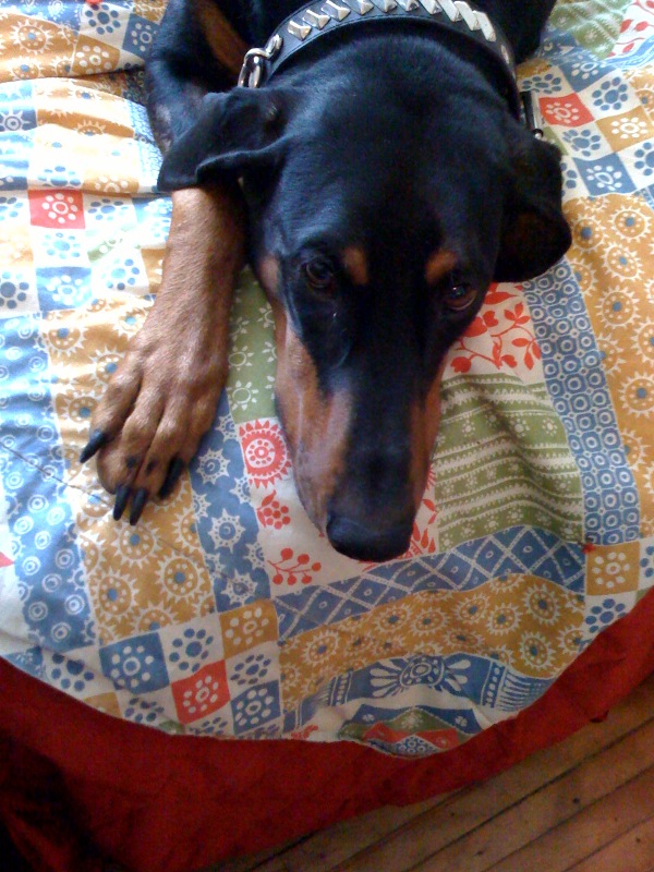 Photo by Gamini Kumara 3/4/2009