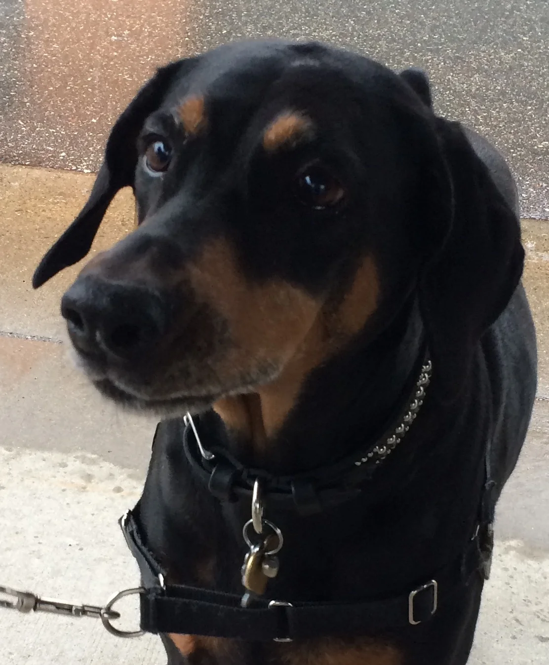 Ruby is 9 / Cedar Knoll Park / St. Louis Park, Minnesota / April 27th, 2016 / Photo by Michele Ree