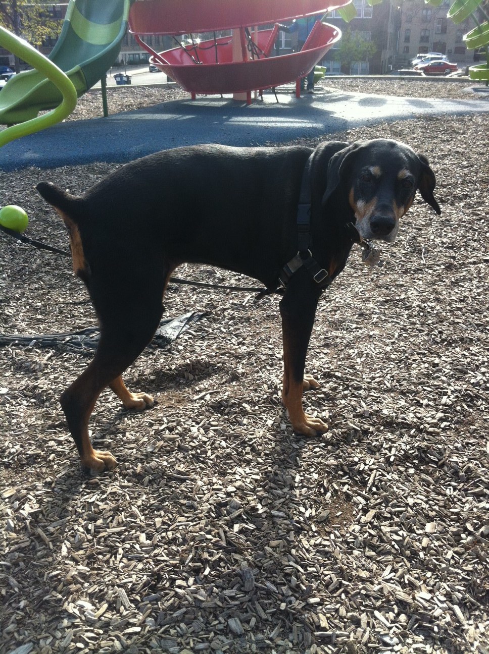  Ruby is 12&nbsp; Stevens Square Park &nbsp;Minneapolis, MN / April 27th, 2019 / Photo by Marc Percansky 