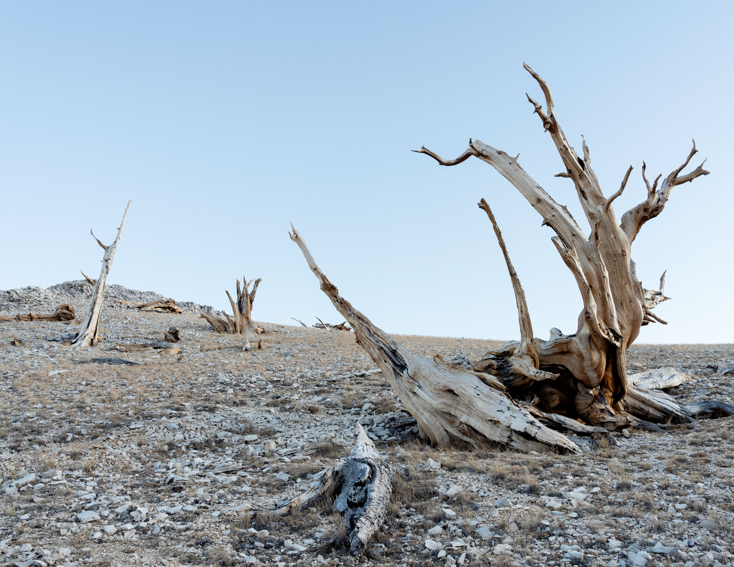  Bristlecone Pines - White Mountains 