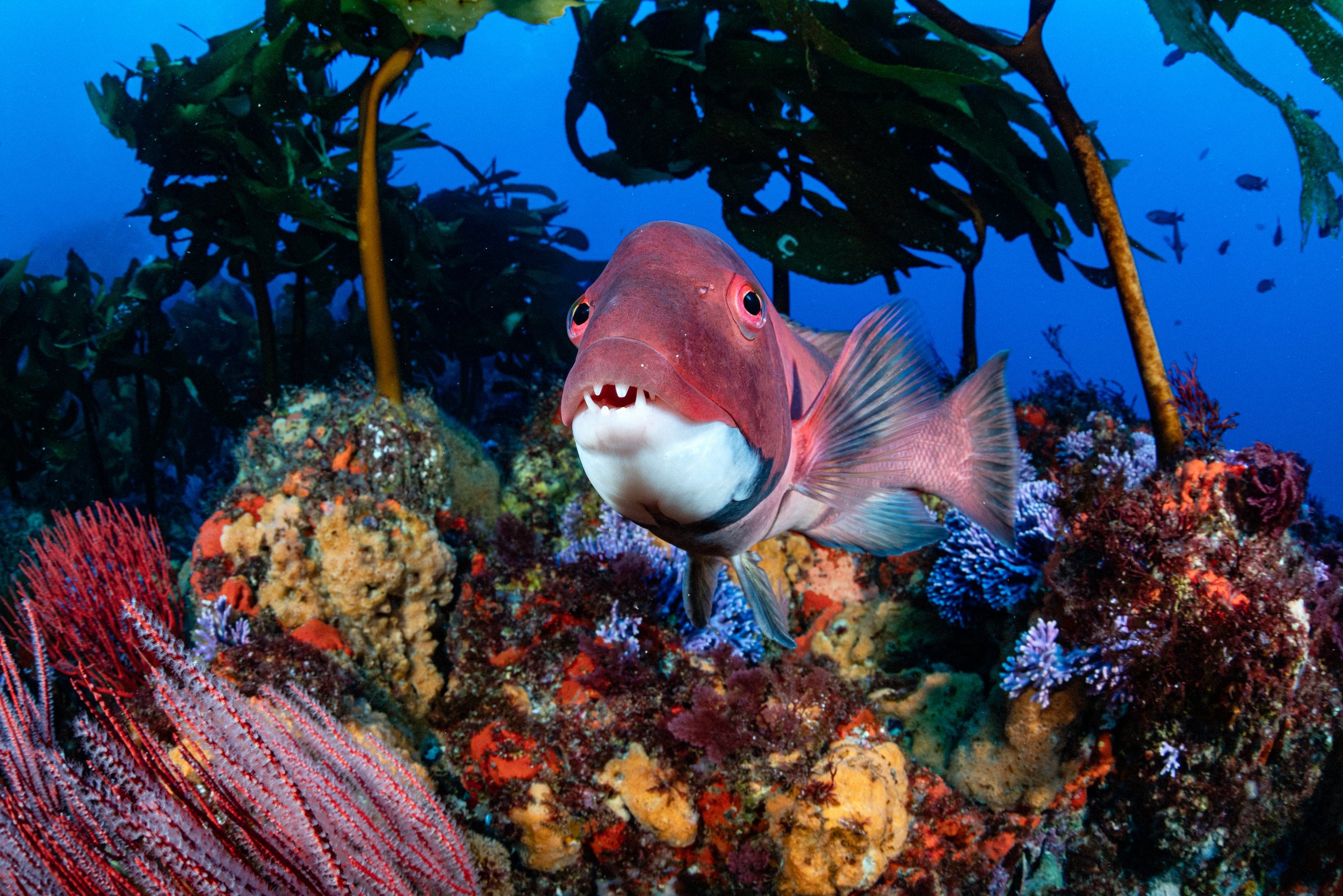20260131-_DSC3559-Edit-2.jpg