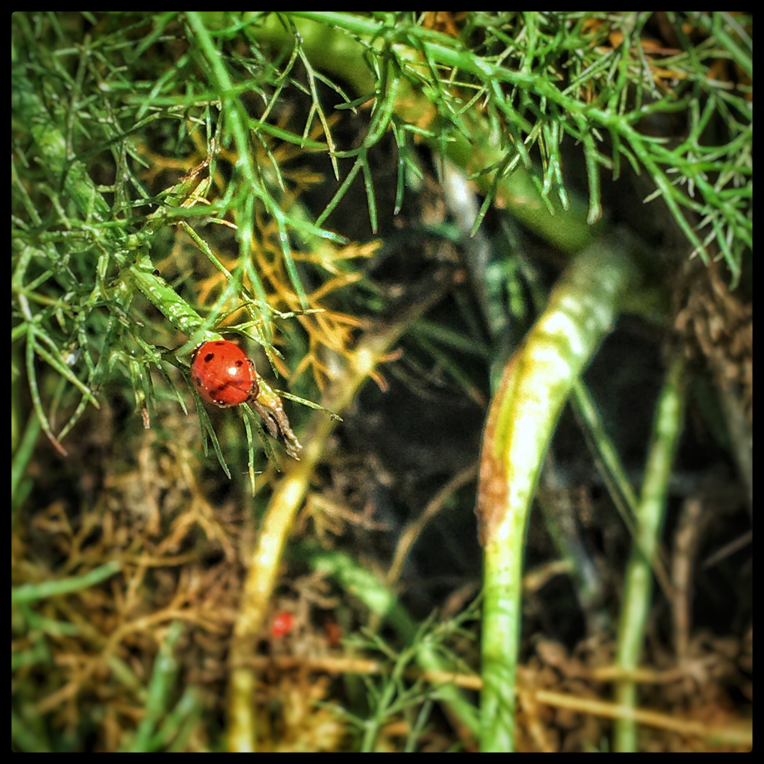 ladybug I.JPEG