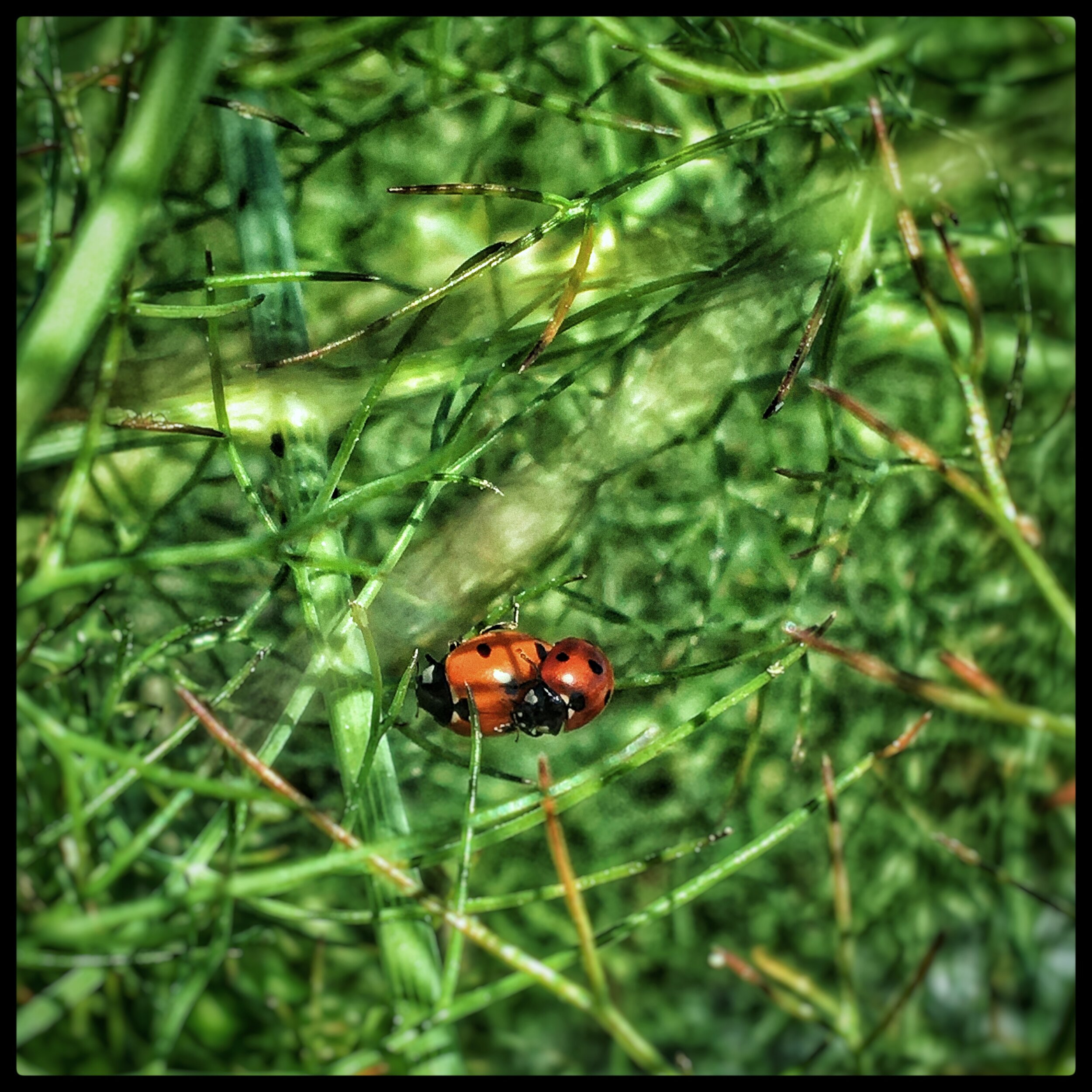 ladybug II.JPEG