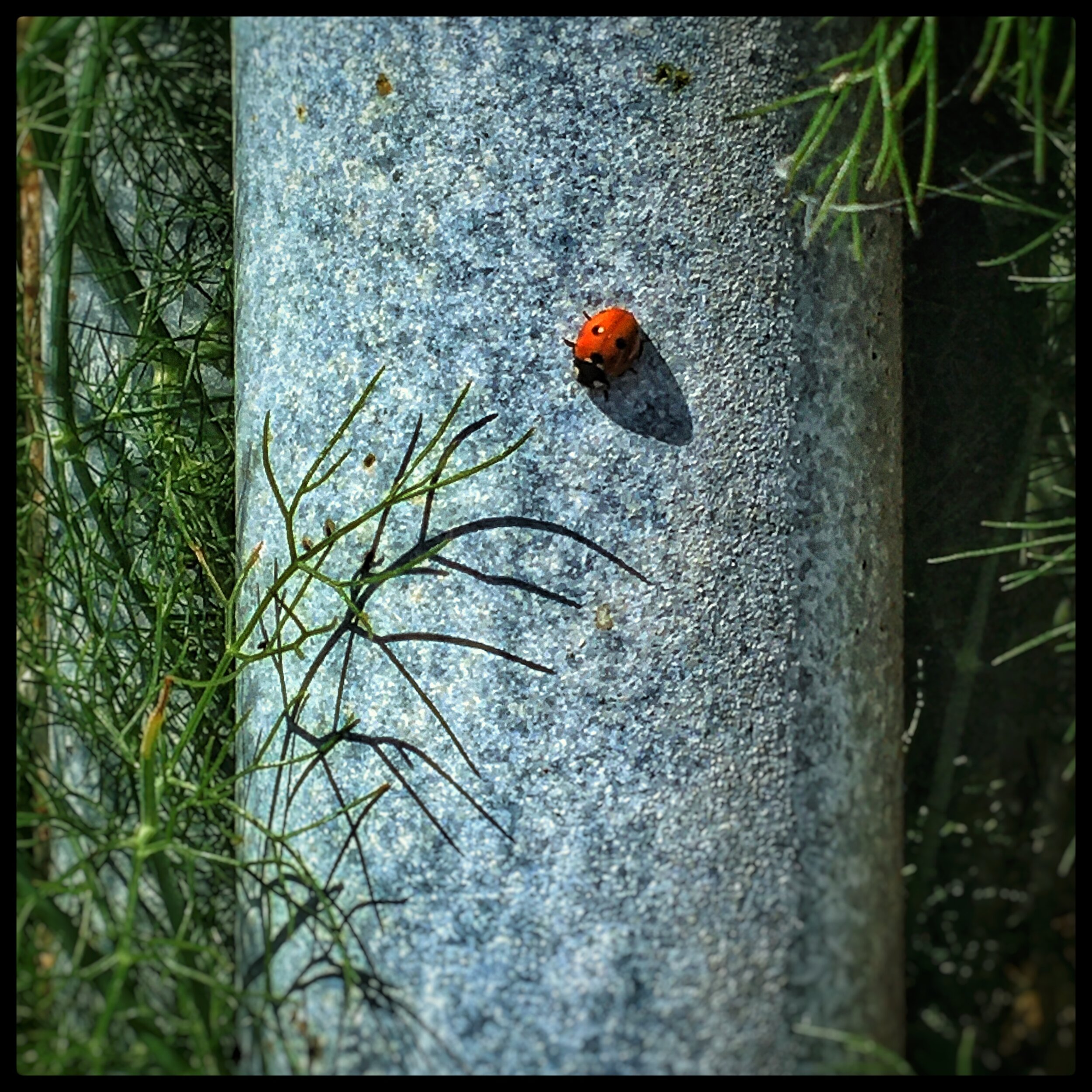 ladybug IV.JPEG
